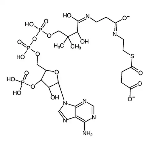 琥珀酰辅酶A 钠盐
