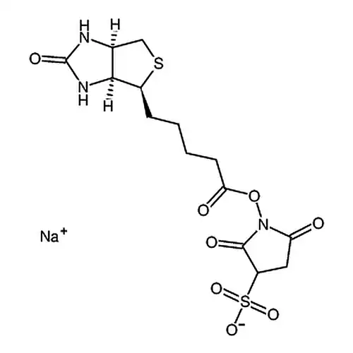生物素 3-磺酸基-N-羟基琥珀酰亚胺钠盐