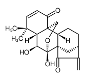 毛萼乙素