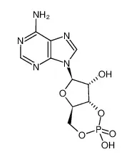 腺苷环磷酸酯
