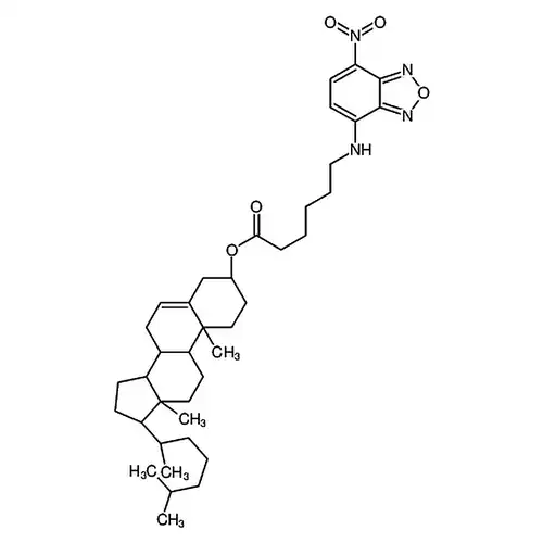 5-cholesten-3-ol 6-[(7-nitro-2-1,3-benzoxadiazol-4-yl)amino]caproate