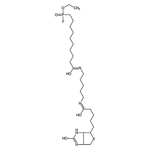 FP-Biotin