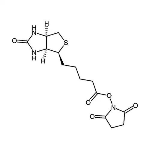 (+)生物素-N-琥珀酰亚胺基酯