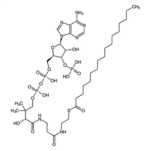 Heptadecanoyl Coenzyme A