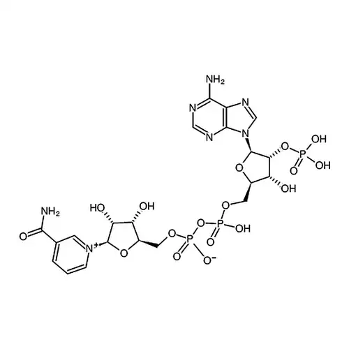 β-烟酰胺腺嘌呤二核苷酸磷酸(NADP)