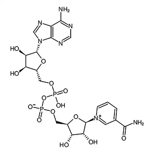β-烟酰胺腺嘌呤二核苷酸
